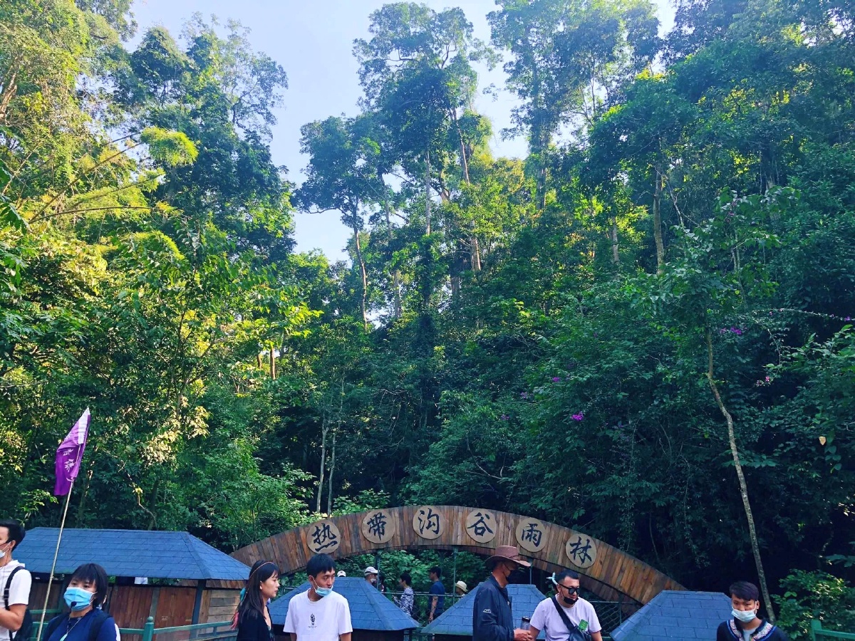 云南西双版纳原始森林野象谷