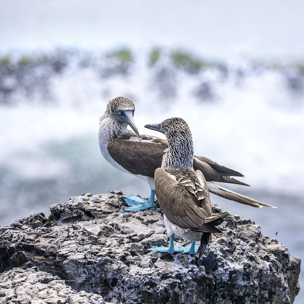 呆萌的蓝脚鲣鸟