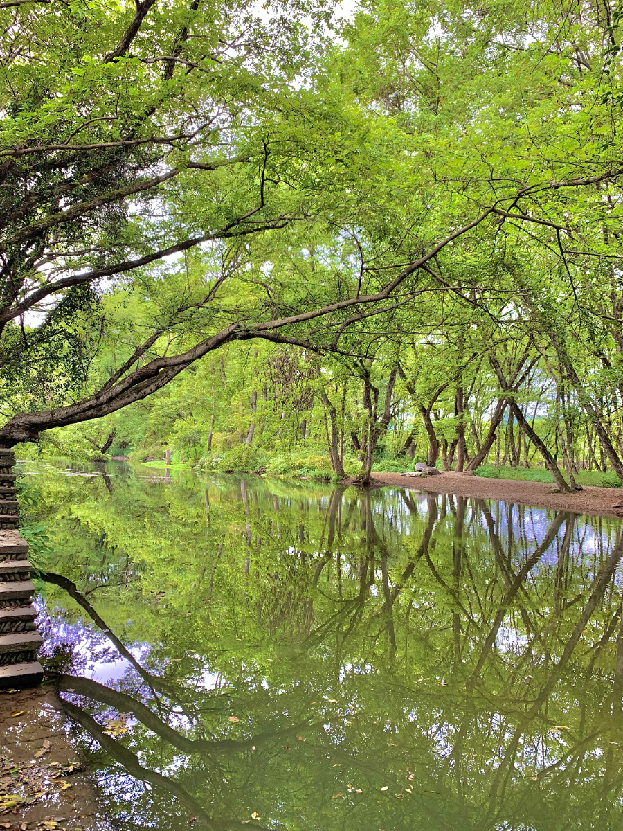 绿色树木万里溪水