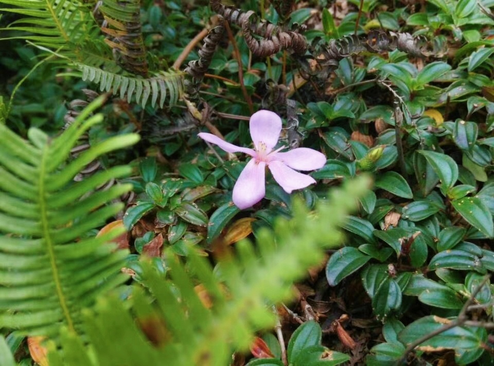 山坡上的地梅独开的一朵小野