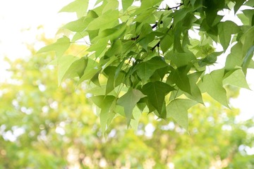 IMG_3241-1