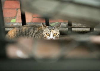 IMG_9893-1