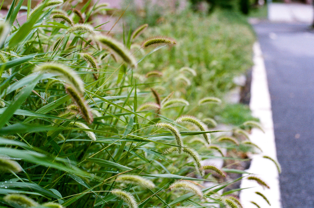 路边的狗尾巴草