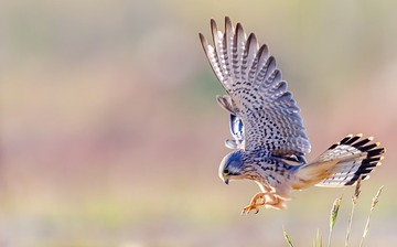 km红隼1-1