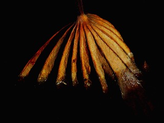 12043
