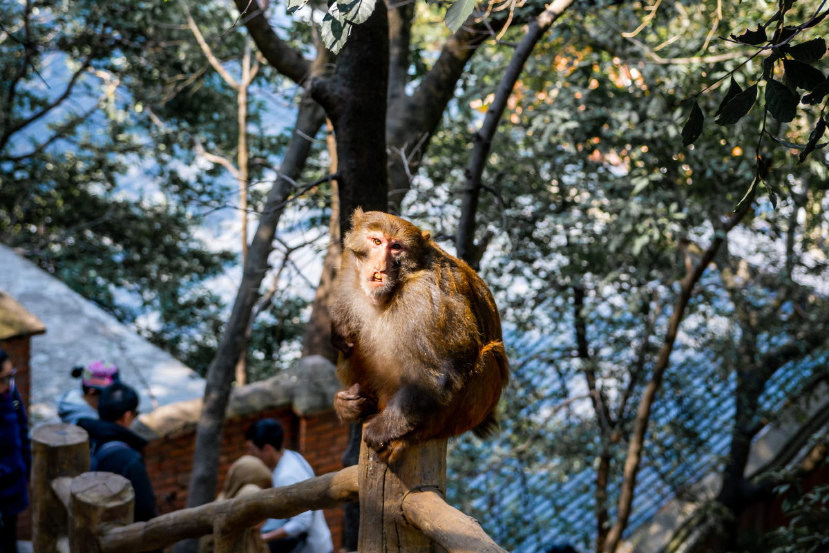 泸山泼猴 西昌邛海边泸山上几只顽皮可爱的猴子