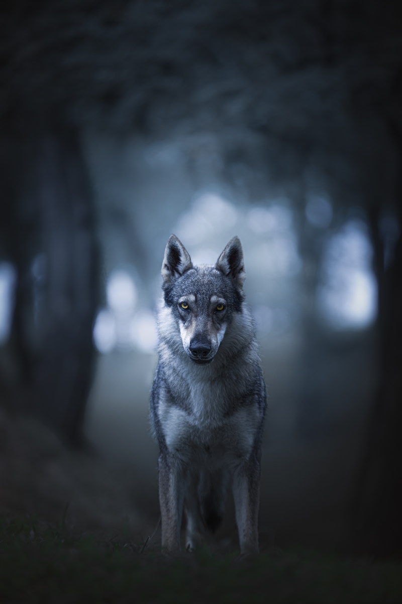 西瓜视频动物影像征集大赛狗犬科动物哺乳动物狼可爱宠物还没有人打赏