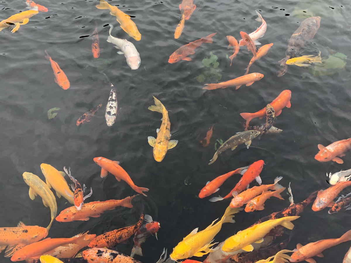 东湖碧潭观鱼0922 - 白金兰bjl558 - 图虫