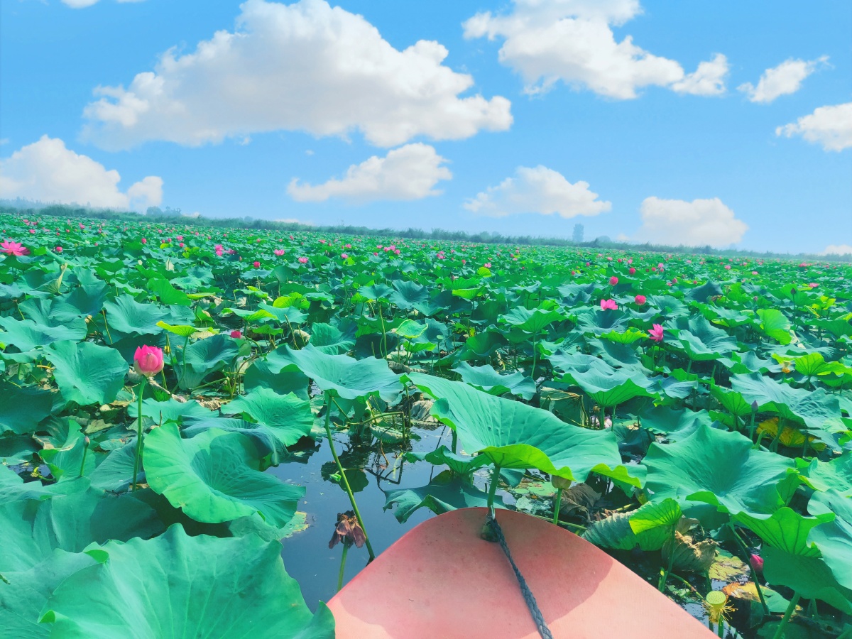 我的家乡雄安新区白洋淀拍摄于2020年729