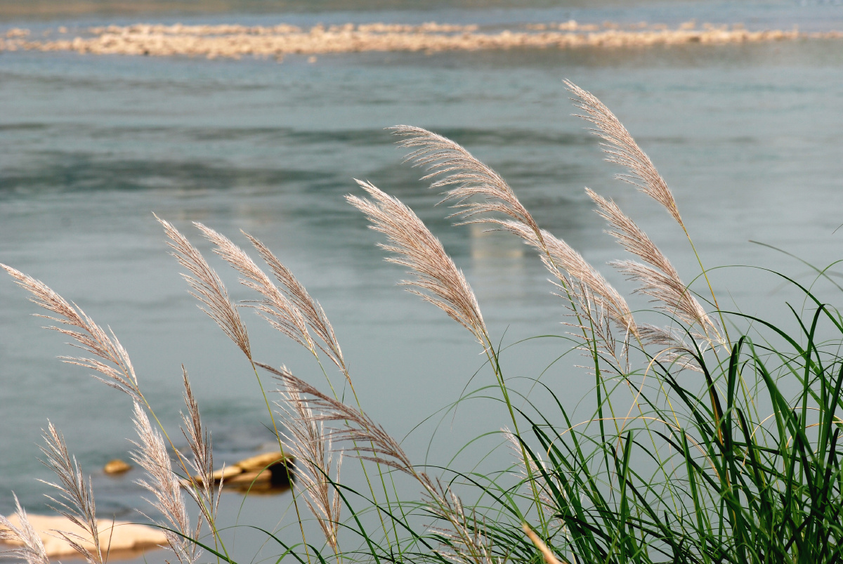 嘉陵江边的芦苇