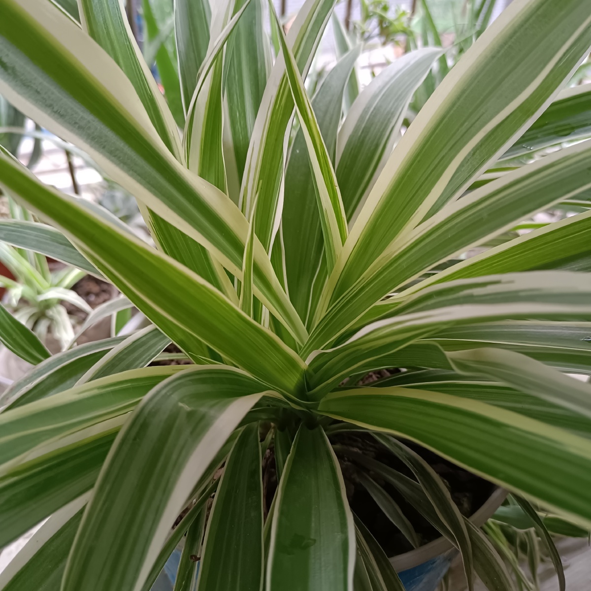 花卉- alina墨竹 - 图虫