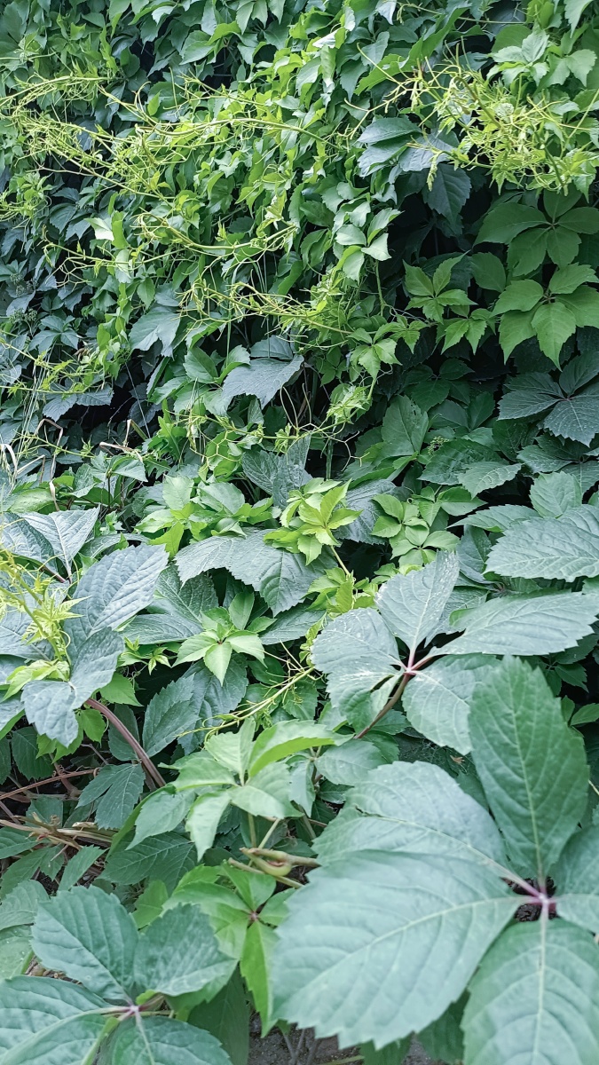 龙须草