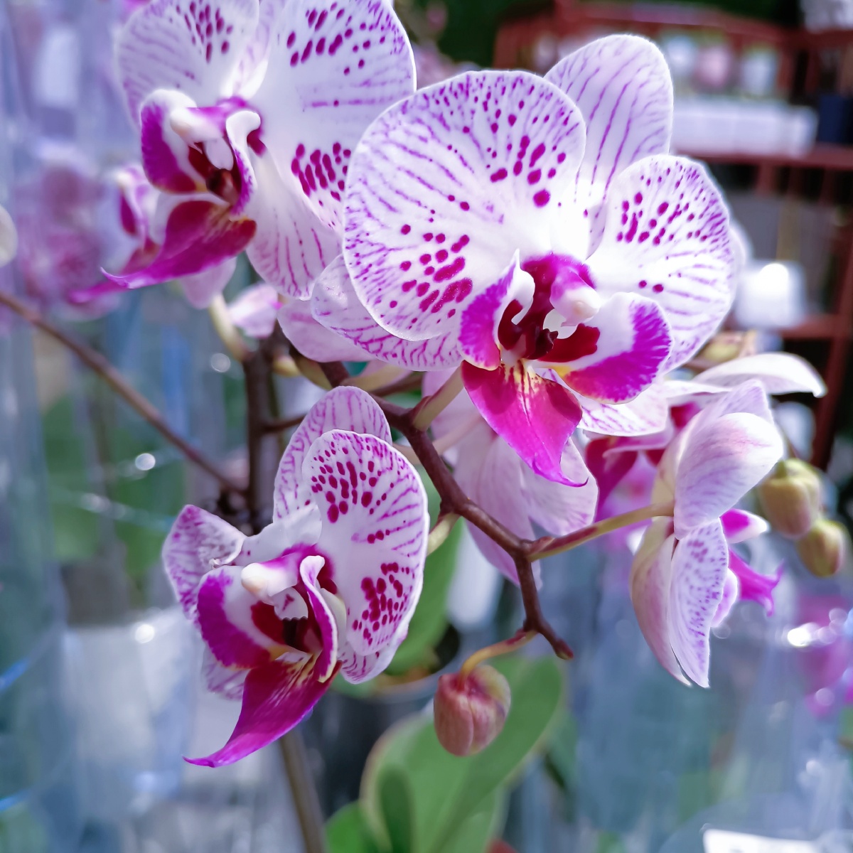 蝴蝶兰花开富贵