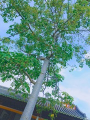 1602732