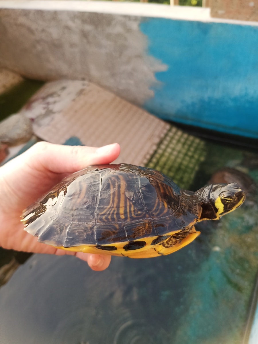 黄耳巴西的慵懒睡姿