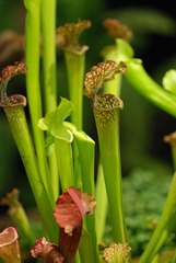 瓶子草