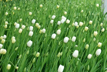 莫林