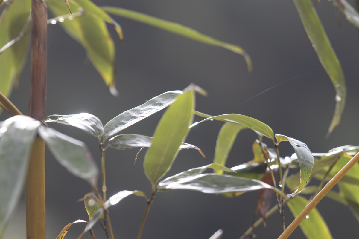 竹子- 海蝎子 - 图虫