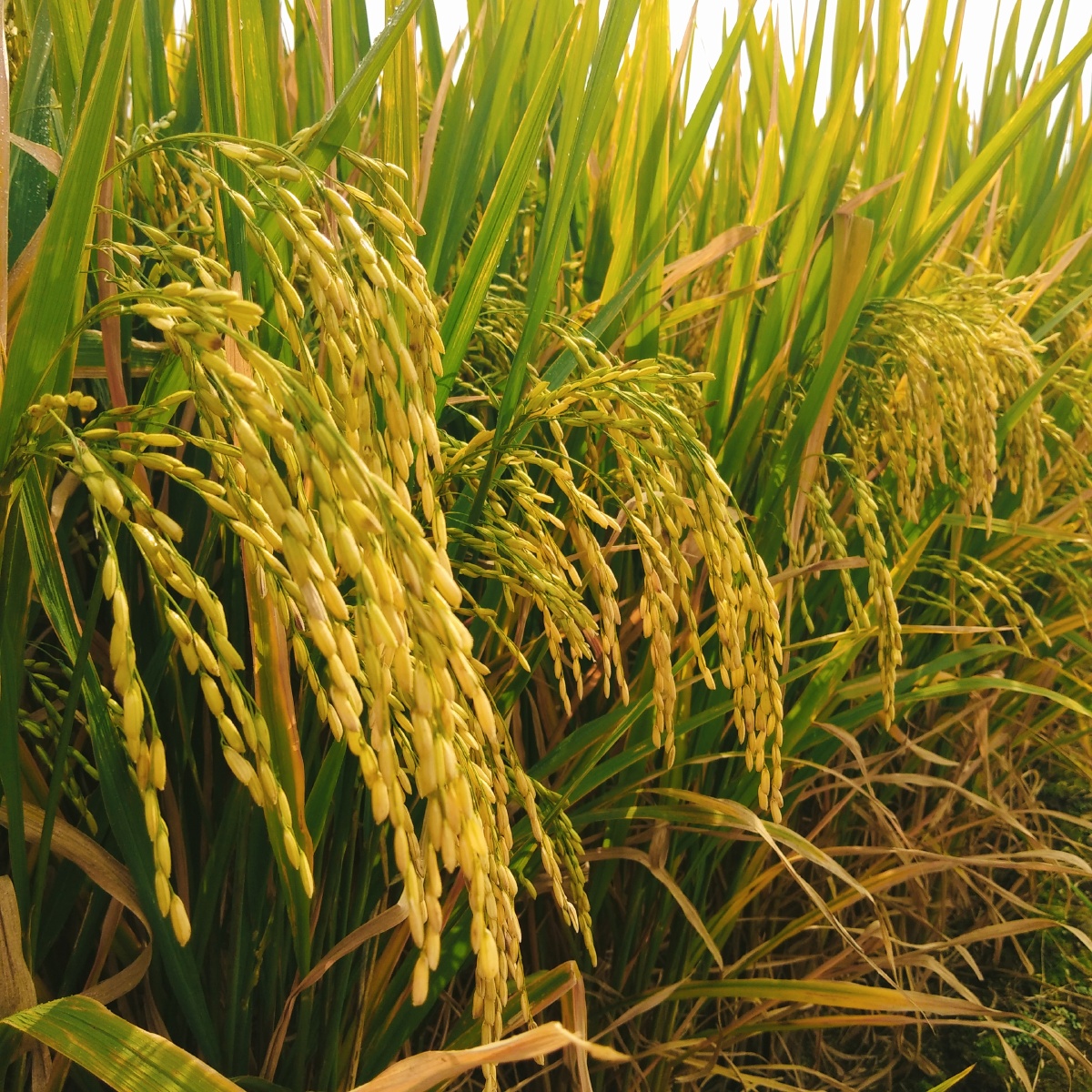 稻田稻米香很怀念小时候被父母赶去割稻谷的情景