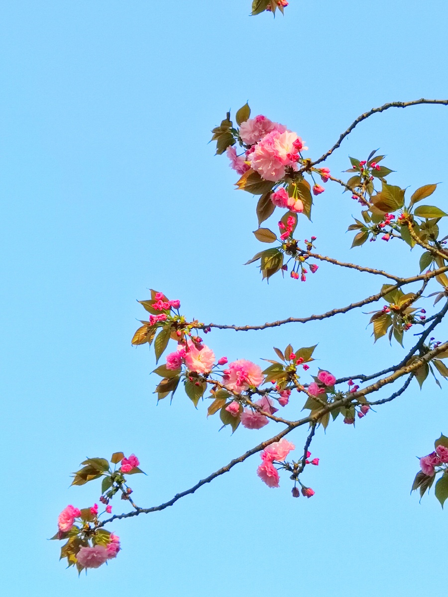 初春的太阳三月的花儿春意盎然但感觉夏天的脚步似乎越来越近了