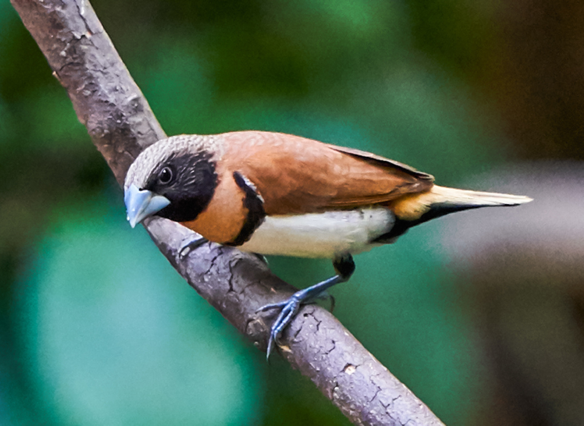 澳洲拍鸟栗胸文鸟