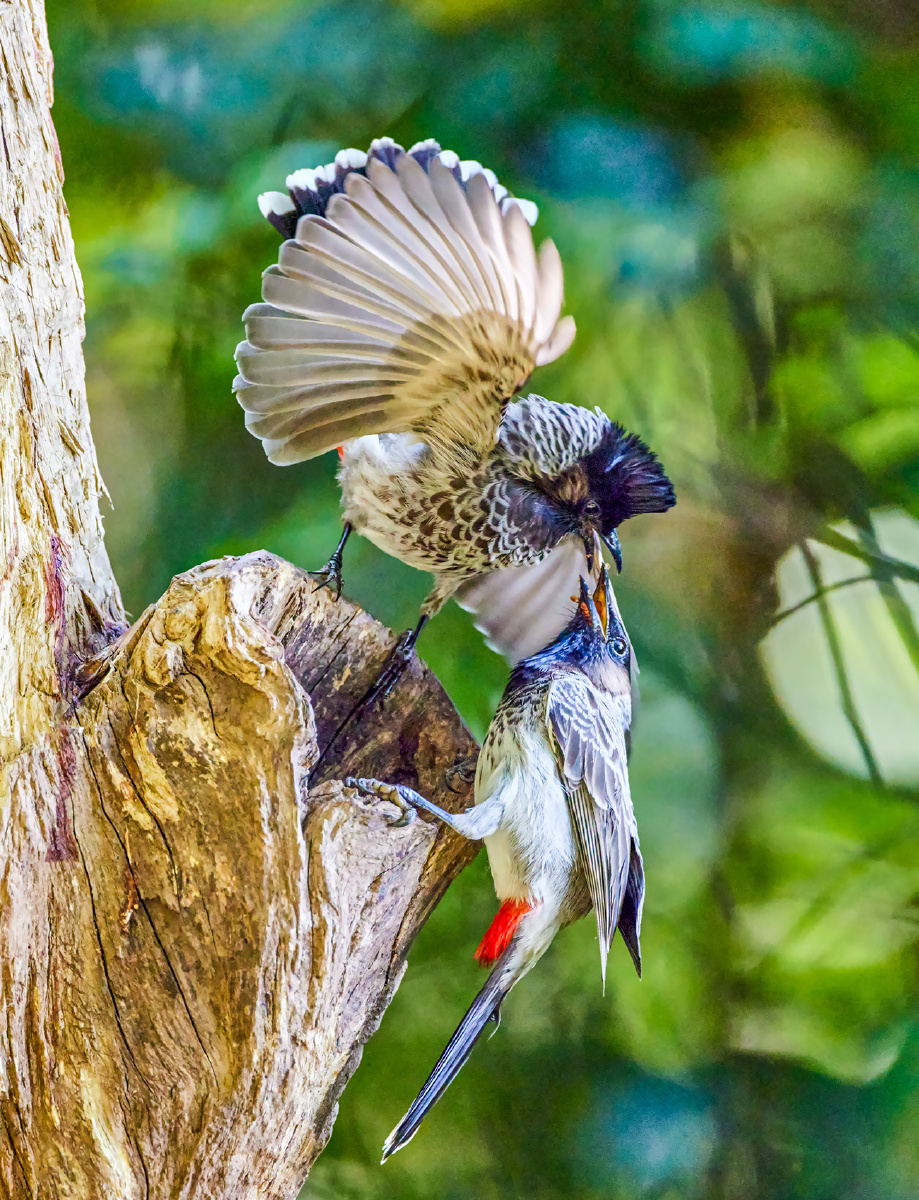云南盈江拍鸟黑喉红臀鹎