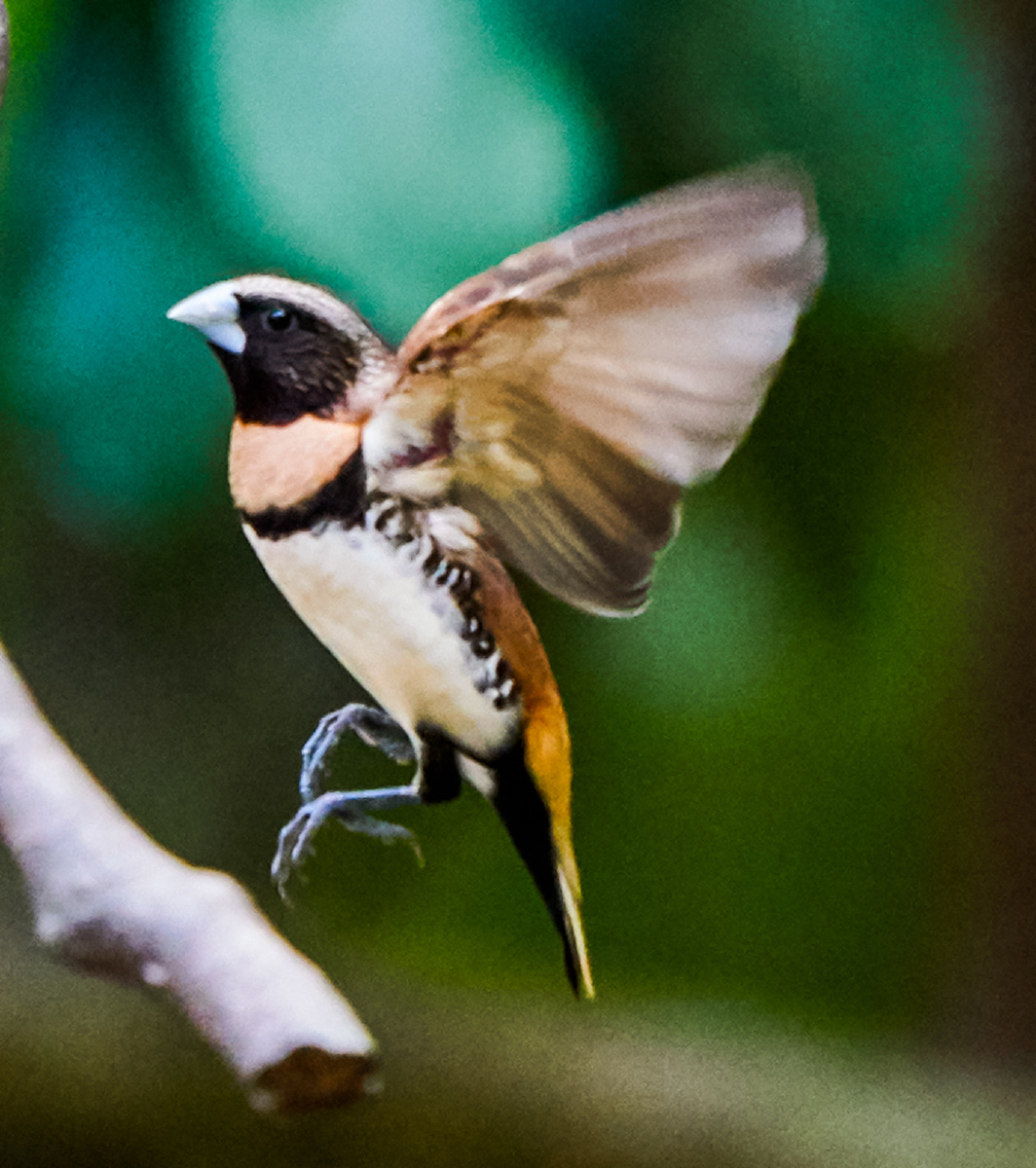 澳洲拍鸟栗胸文鸟