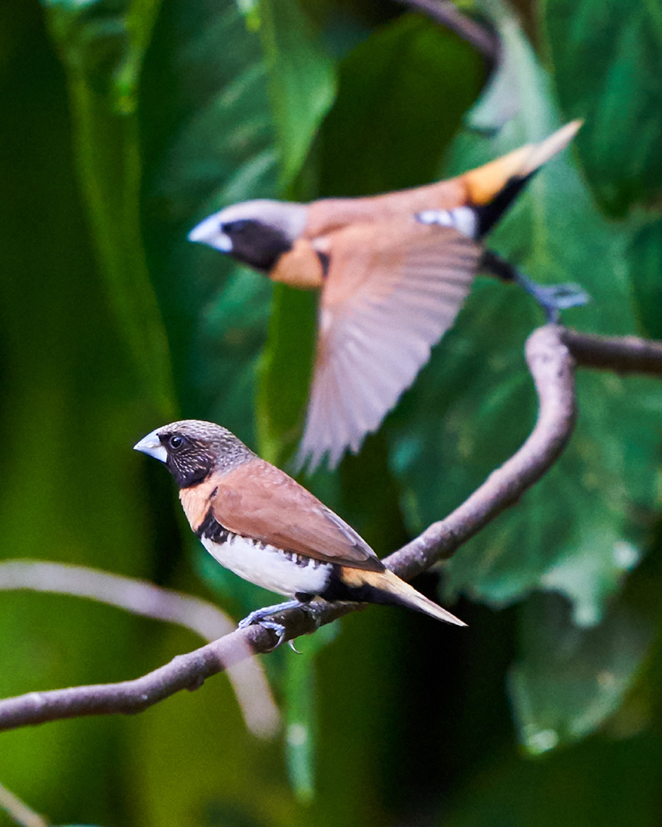澳洲拍鸟栗胸文鸟