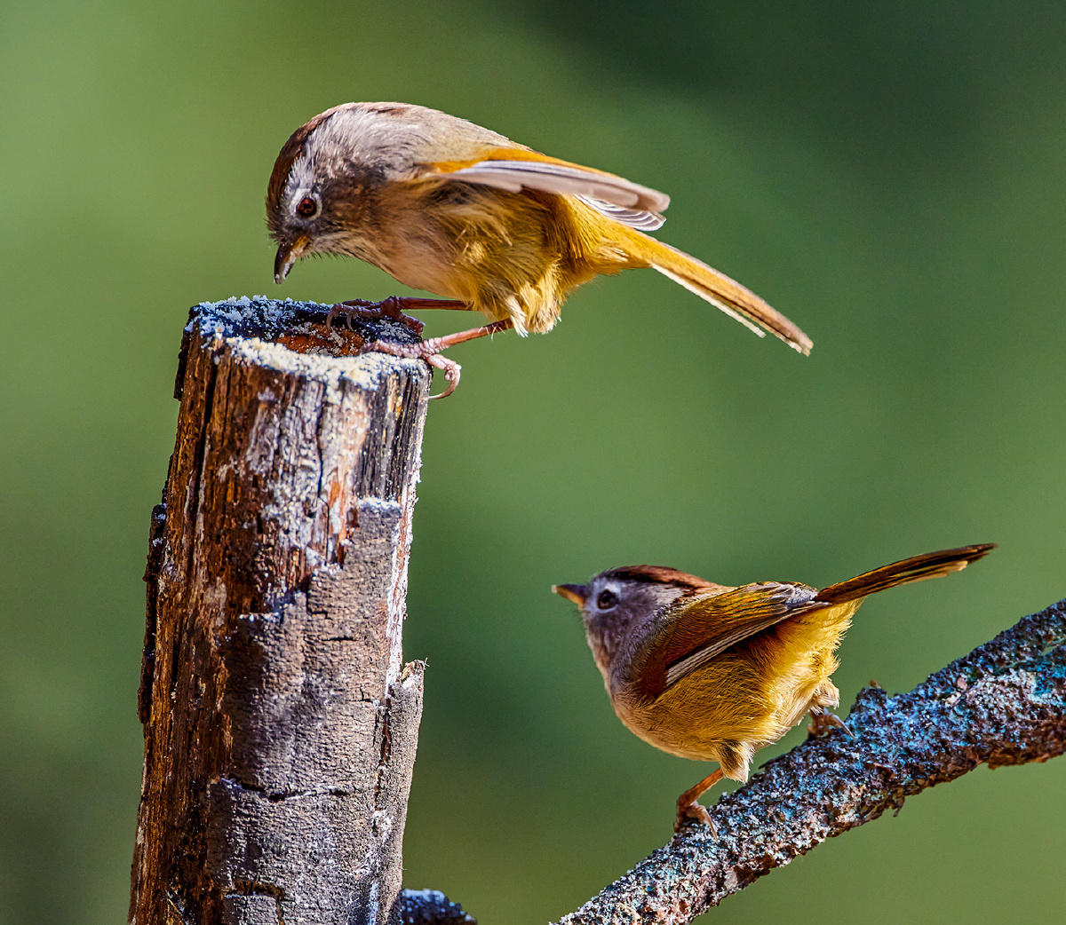 云南昆明拍鸟:褐头雀鹛 - 摄影师仇绍强