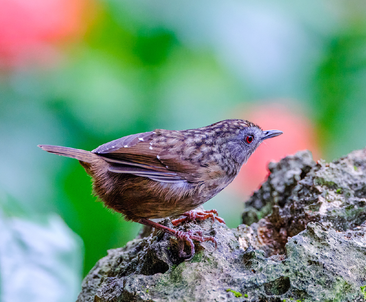广西弄岗拍鸟短尾鹪鹛