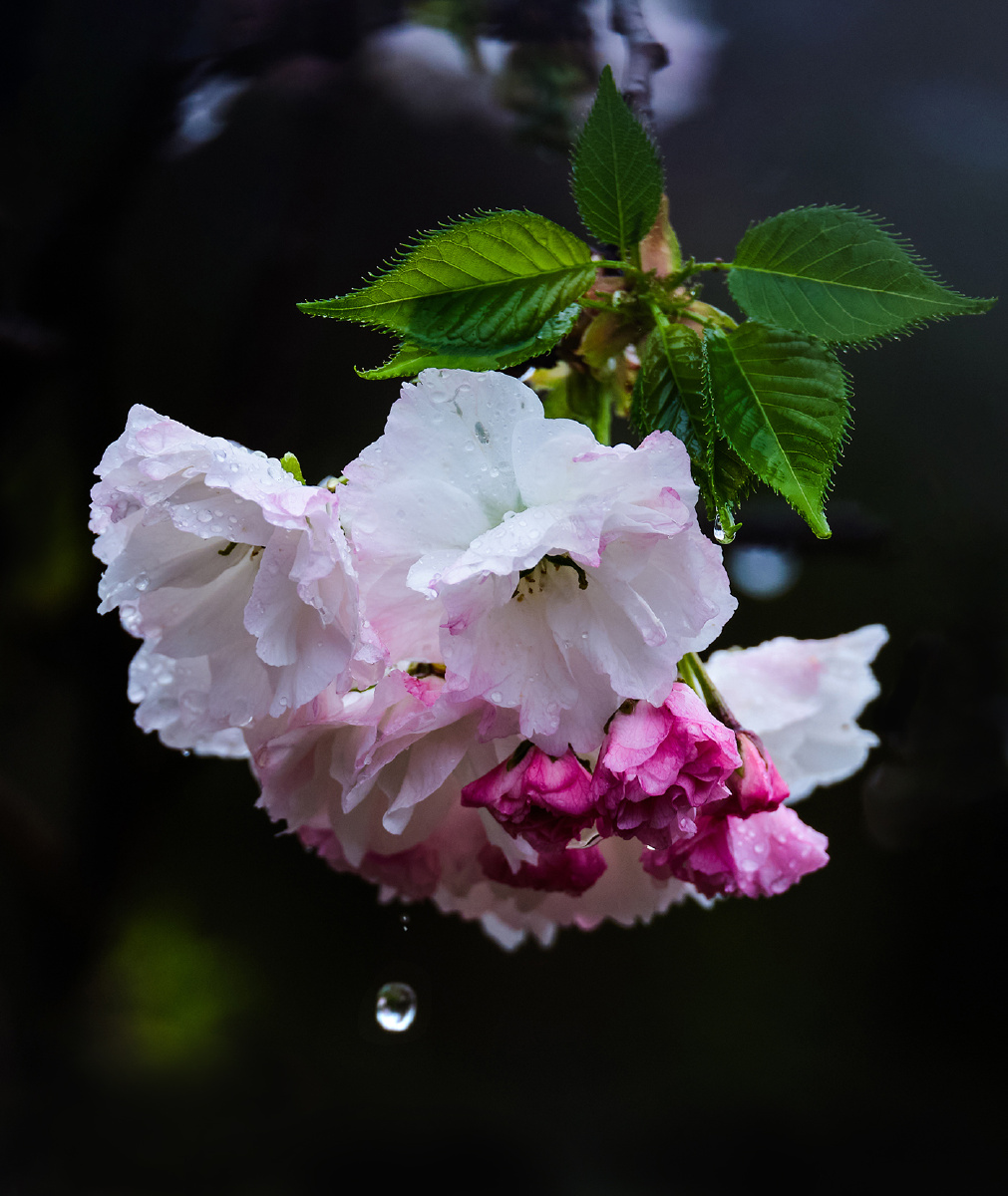 透过樱花的雨滴