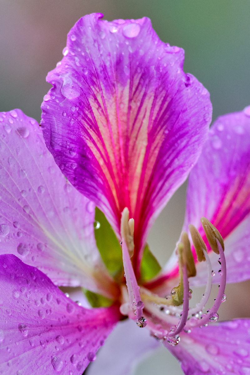 今天惊蛰去拍雨雾中的紫荆花广州海珠湿地公园的紫荆花沿着河道两边