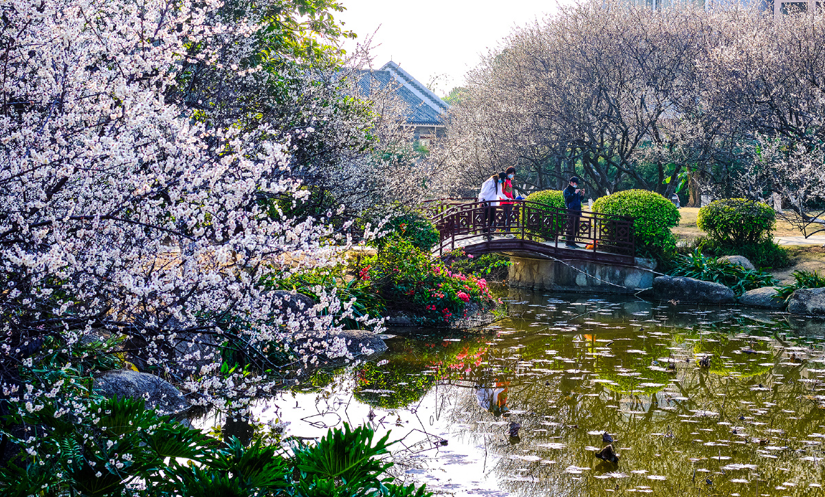 广州罗岗香雪公园梅花盛开