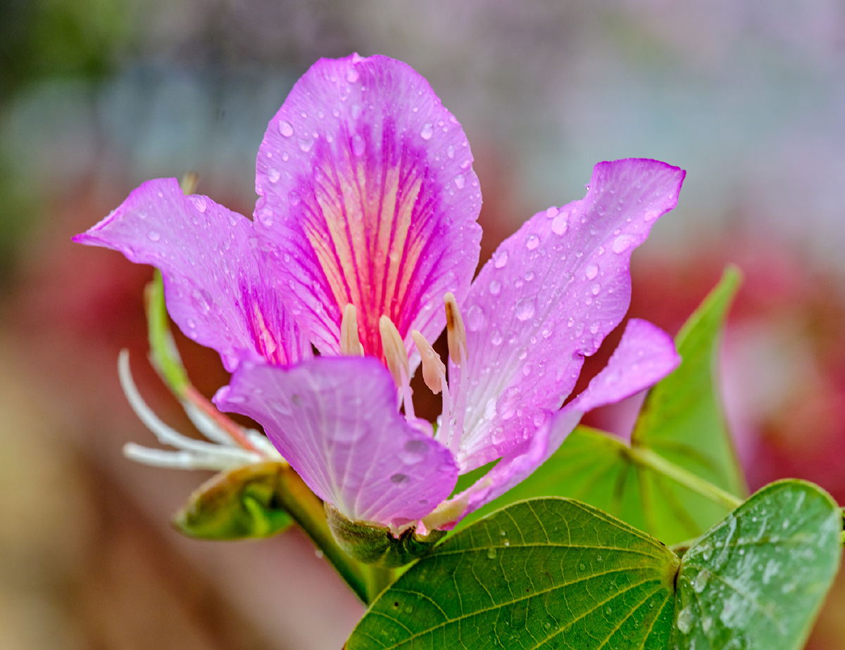 今天惊蛰去拍雨雾中的紫荆花广州海珠湿地公园的紫荆花沿着河道两边