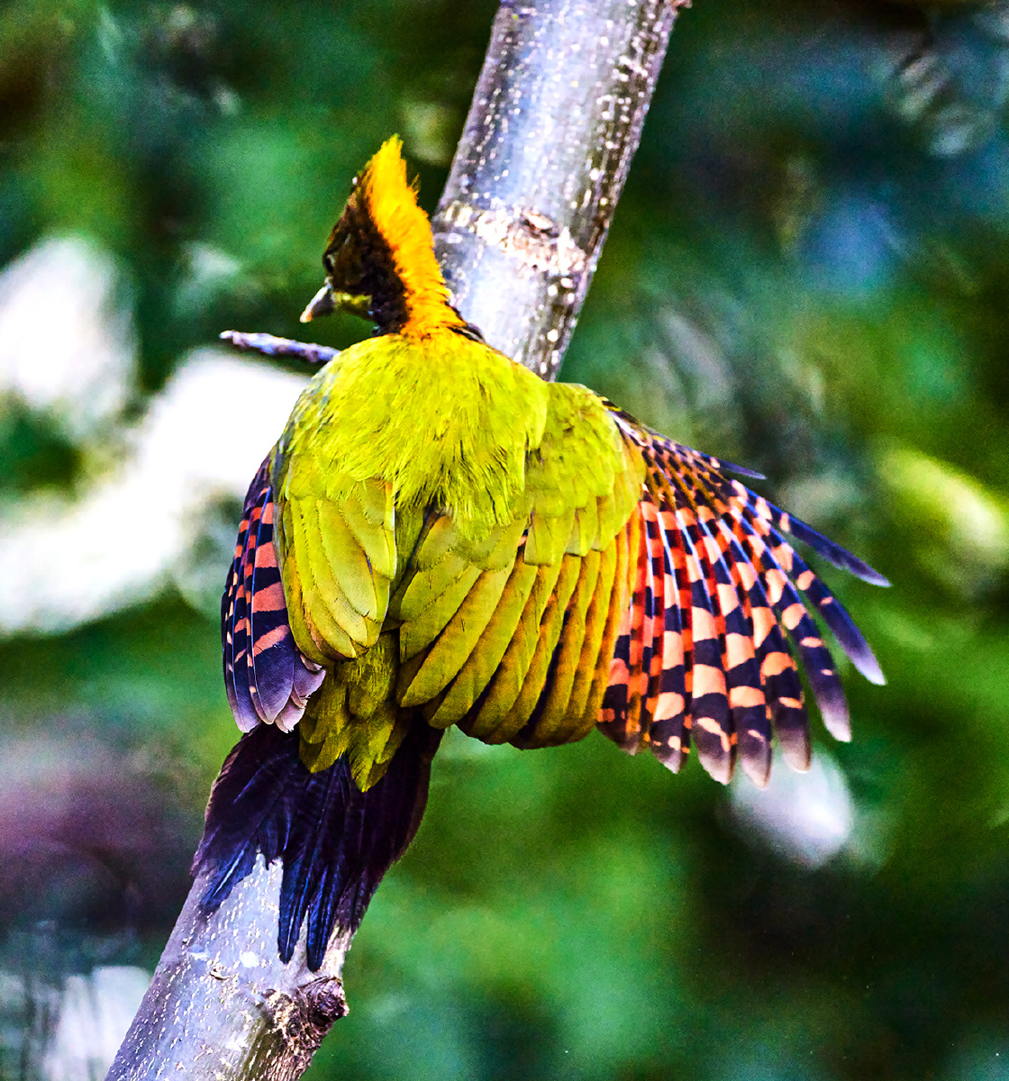 云南百花岭大黄冠啄木鸟