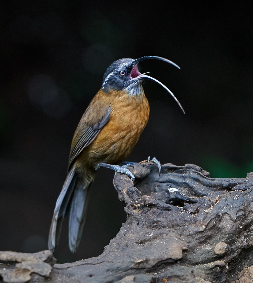 云南百花岭拍鸟剑嘴鹛