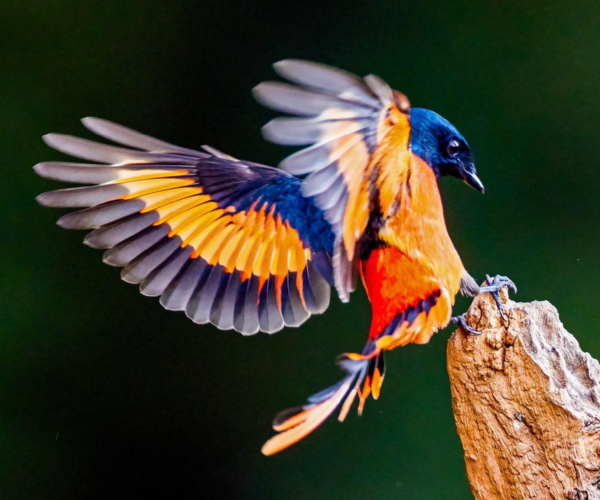 长尾山椒鸟. - 摄影师仇绍强 - 图虫