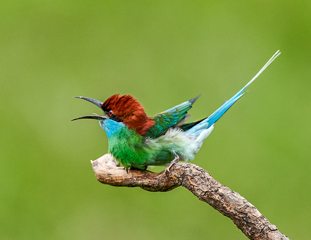 河南董寨拍鸟蓝喉蜂虎鸟