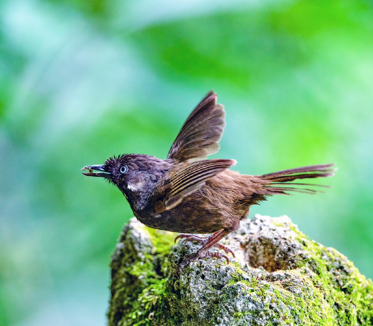 广西弄岗拍鸟弄岗穗鹛2005年在广西弄岗保护区内发现的弄岗穗鹛是世界