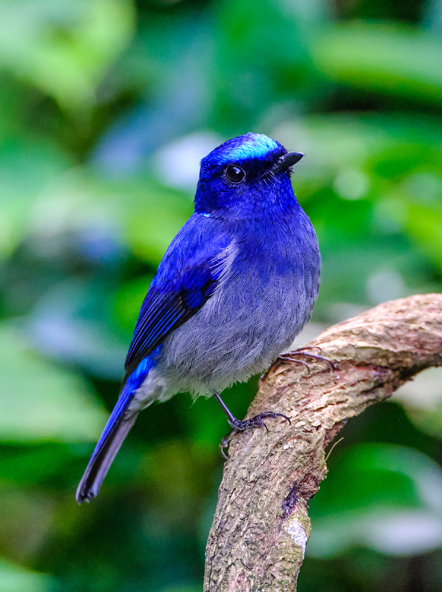 广西弄岗拍鸟小仙鹟