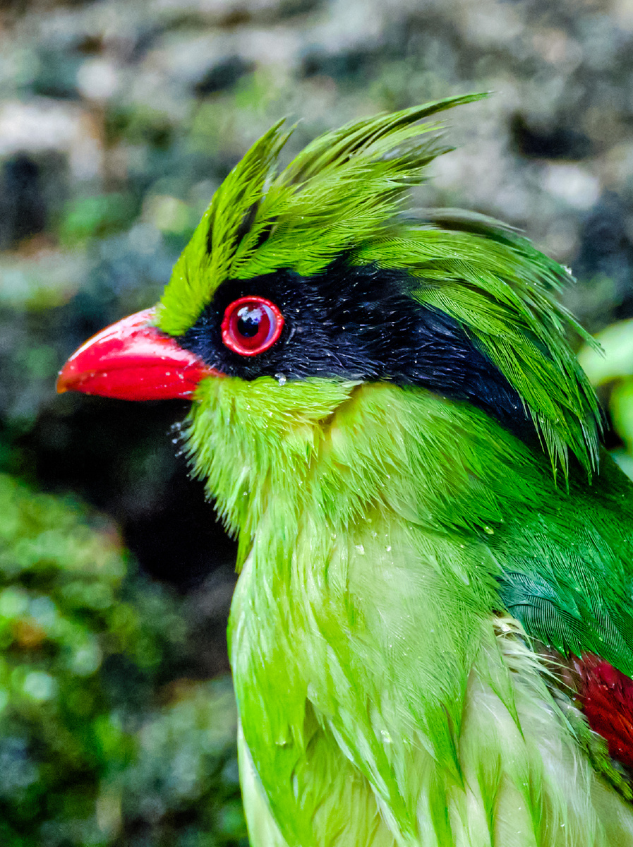 广西弄岗拍鸟印支绿鹊