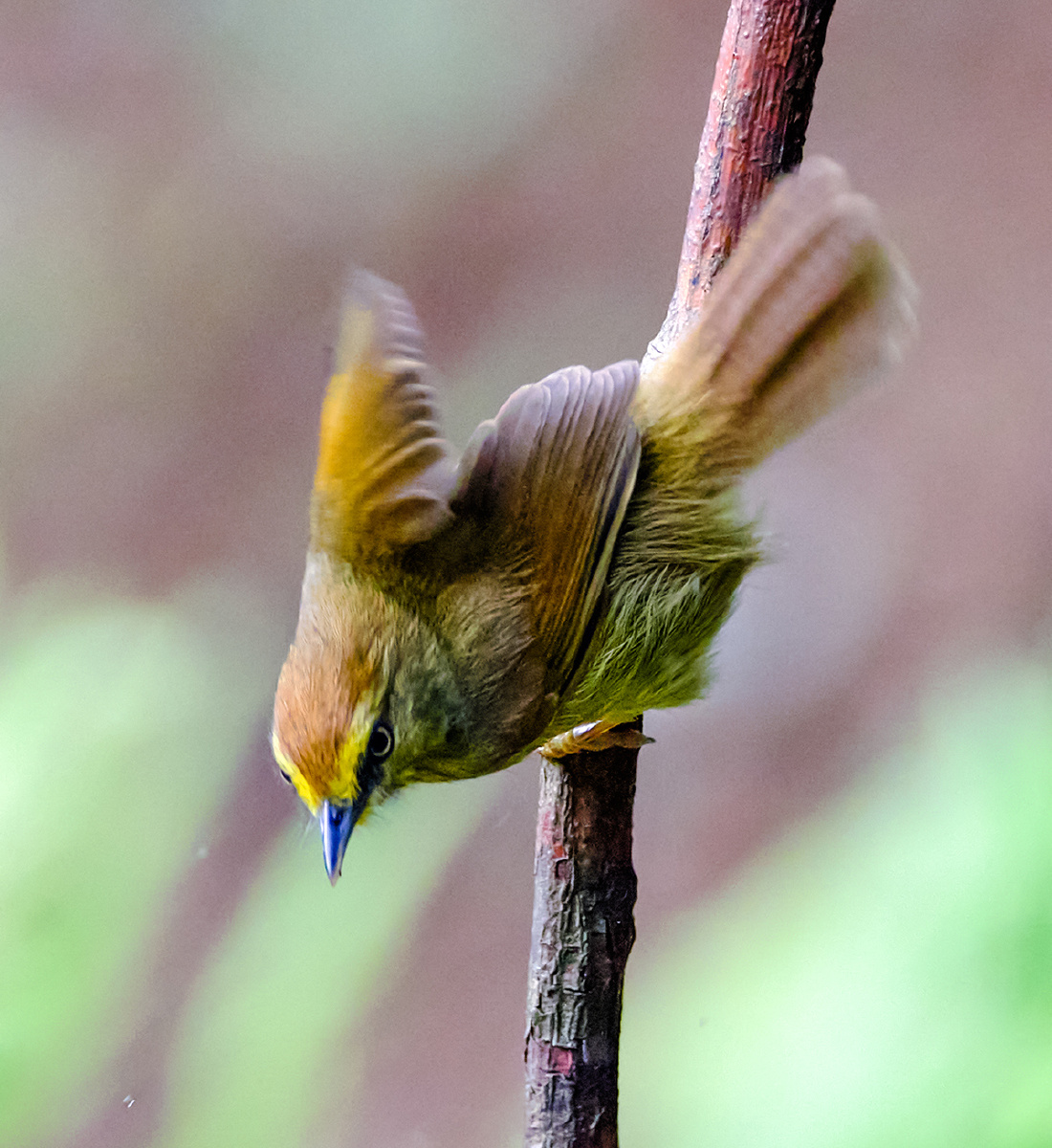 广西弄岗拍鸟红头穗鹛
