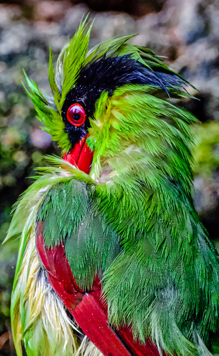 广西弄岗拍鸟印支绿鹊