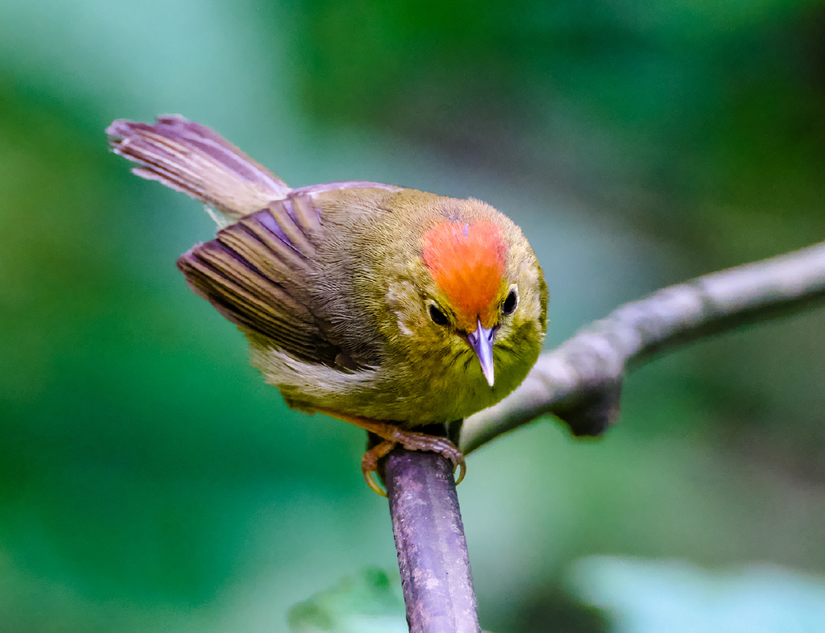 广西弄岗拍鸟红头穗鹛
