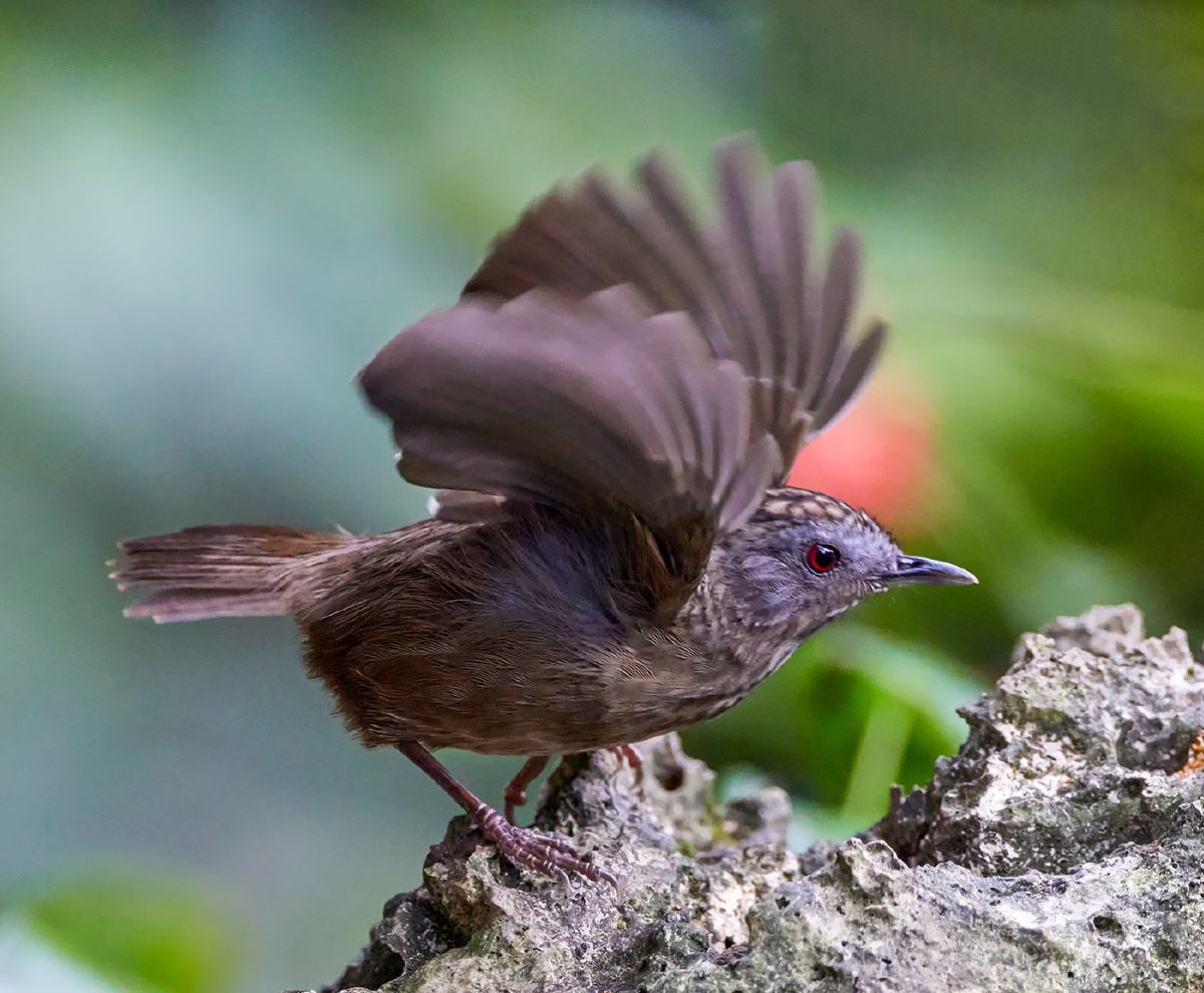广西弄岗拍鸟短尾鹪鹛