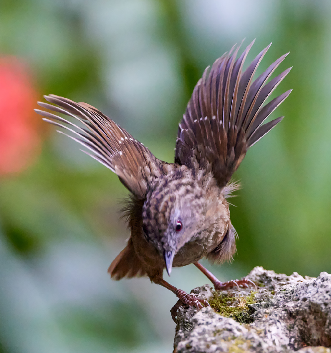 广西弄岗拍鸟:短尾鹪鹛