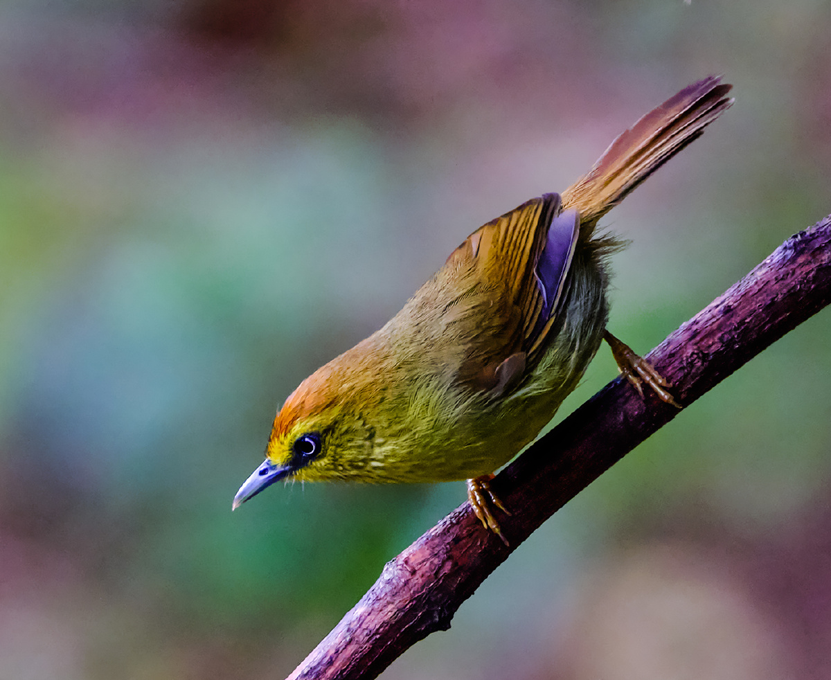 广西弄岗拍鸟红头穗鹛