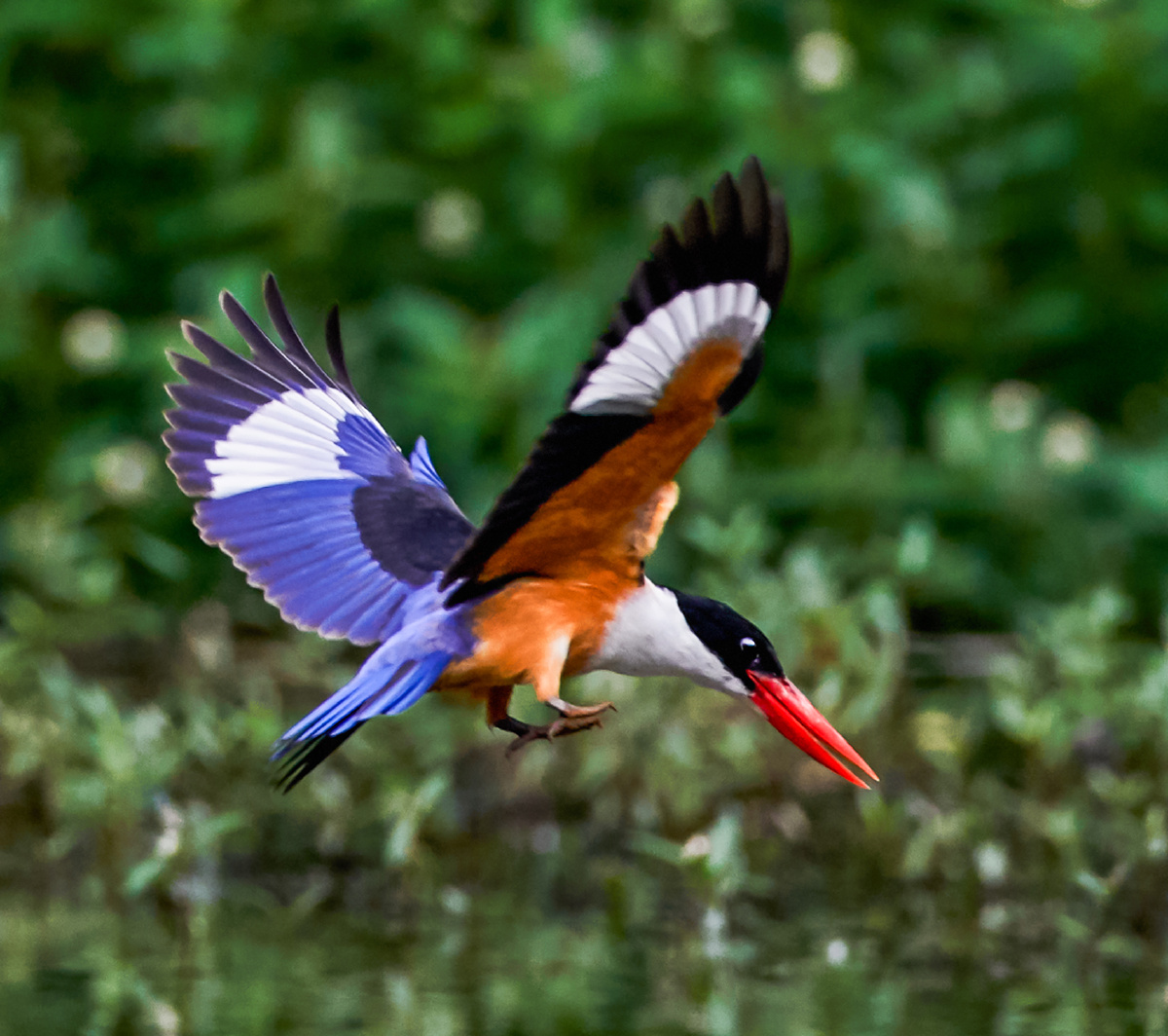 摄影师仇绍强 - 图虫