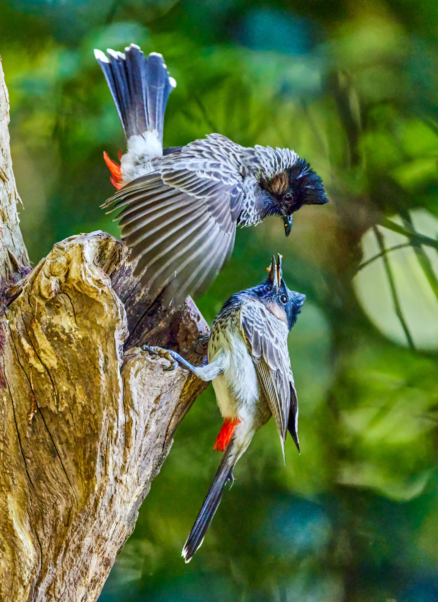 云南盈江拍鸟黑喉红臀鹎