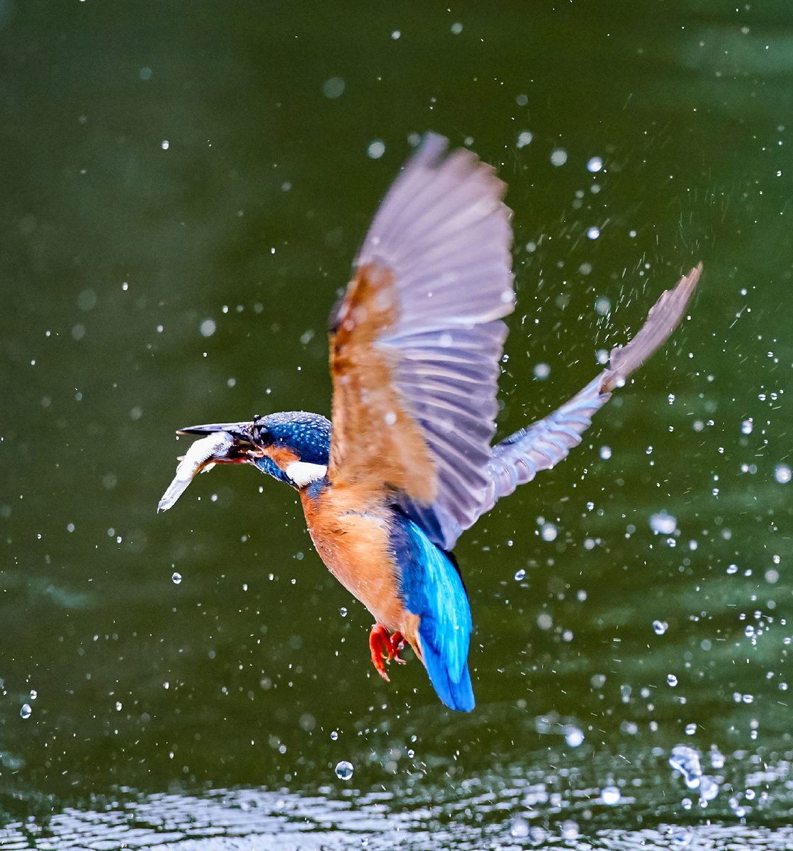广州拍鸟小翠鸟抓鱼